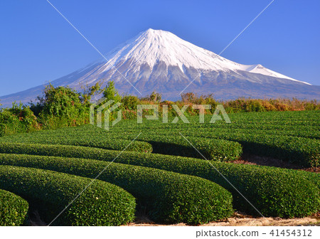 茶園和富士山-333122 41454312
