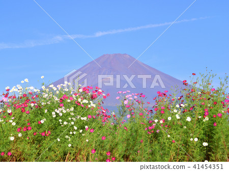 Cosmos and Mt. Fuji - 223364 Cosmos and Mt. Fuji - 223364 41454351