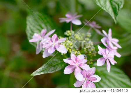 hydrangea   41454440