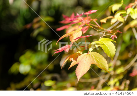 Maple tree Maple tree 41454504