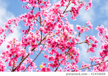 Beautiful pink flower of Sakura 41454689