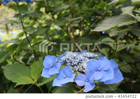 Kitakamakura繡球花的美麗的額頭 41454722