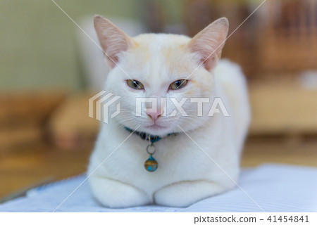 Thai white cat and look at camera on the table 41454841