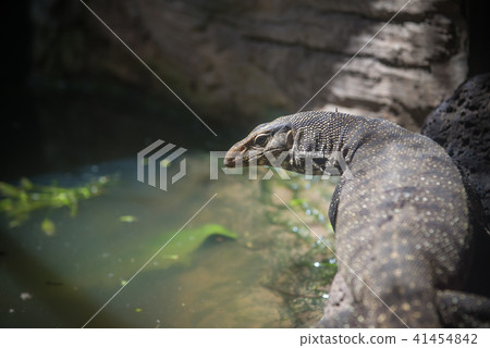 Varanus salvator also sometimes or Komodo Dragon 41454842