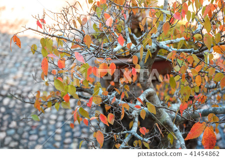 Bonsai tree in garden 41454862
