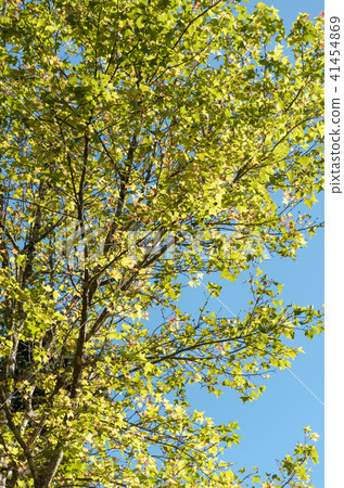 maple tree forest maple tree forest 41454869