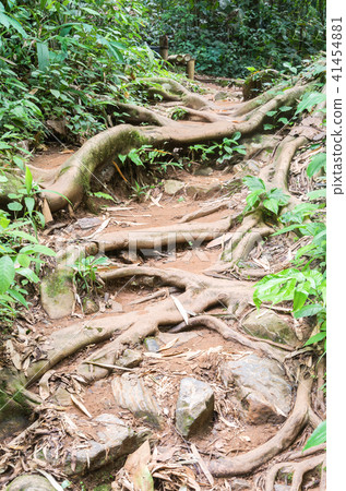 root tree in forest 41454881
