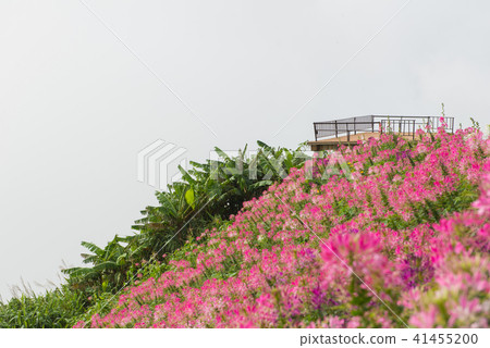 Cleome flower (Cleome hassleriana)or spider flower 41455200