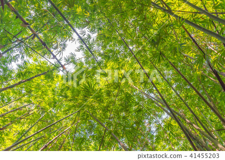 Bamboo branch in forest seen from ground up Bamboo branch in forest seen from ground up 41455203