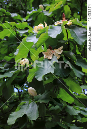 打開花栃木縣上原原的Honoki 打開花栃木縣上原原的Honoki 41455274