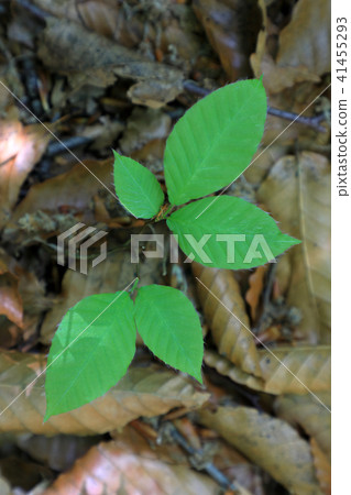 山毛櫸森林發芽樹在地板福島縣忠見町發芽 41455293