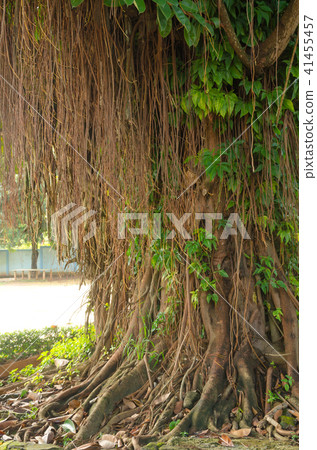 Indian Rubber Tree Indian Rubber Tree 41455457