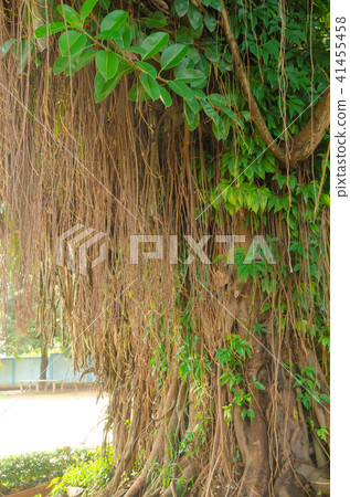 Indian Rubber Tree Indian Rubber Tree 41455458