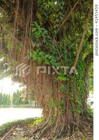 Indian Rubber Tree Indian Rubber Tree 41455459