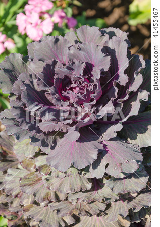 beautiful of cabbage ornamental 41455467
