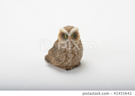 貓頭鷹   41455642