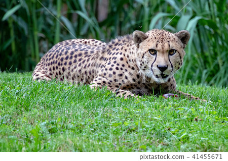 Cheeta Jaguar eyes portrait looking at you Cheeta Jaguar eyes portrait looking at you 41455671
