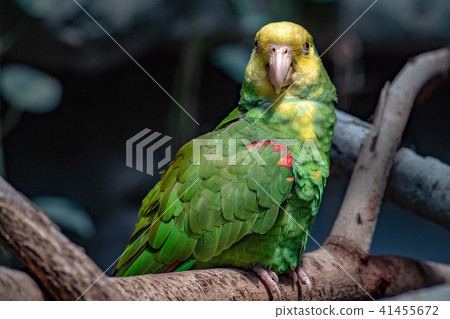 yellow crowned amazon parrot portrait yellow crowned amazon parrot portrait 41455672
