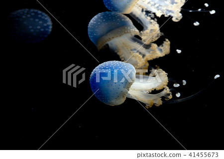 jellyfish isolated on black sea close up detail 41455673