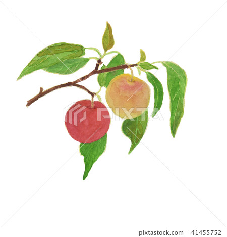 Plum Prunus salicina 41455752