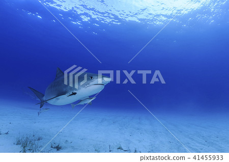 Sharks in the Bahamas 41455933
