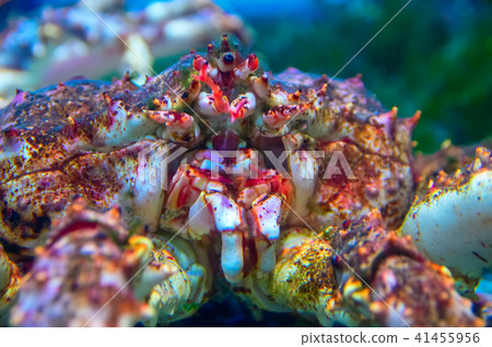 Kamchatka crab, close up. Kamchatka crab, close up. 41455956