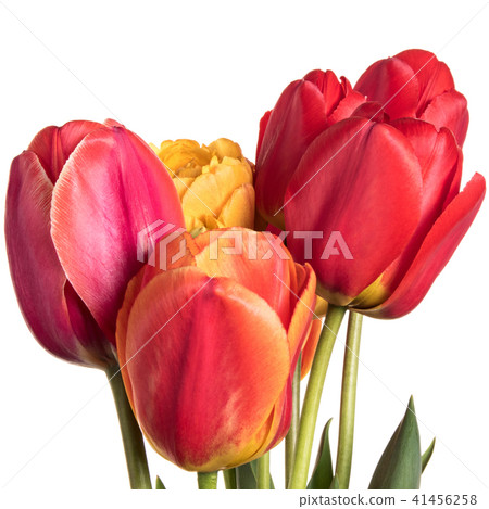 Spring flowers, Bouquet of multicolored tulips Spring flowers, Bouquet of multicolored tulips 41456258