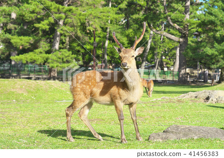 Kasuga no Mori的神 41456383