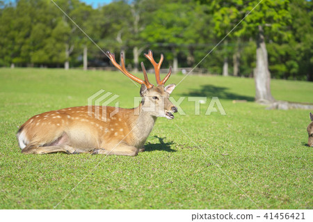 The god of Kasuga no Mori The god of Kasuga no Mori 41456421