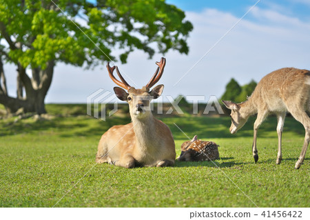 The god of Kasuga no Mori 41456422