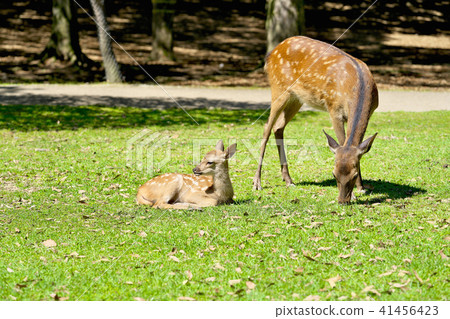 The god of Kasuga no Mori 41456423