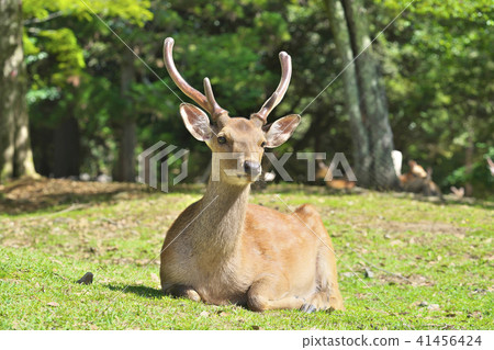 Kasuga no Mori的神 41456424