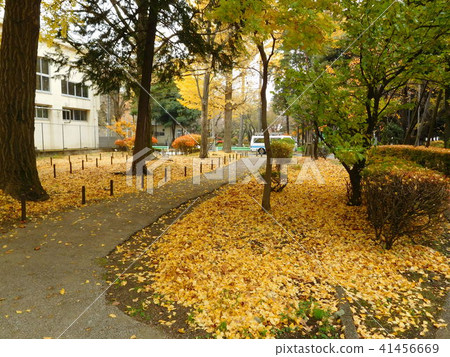 Autumn UR Tamadaira forest and ginkgo leaves on the ground Autumn UR Tamadaira forest and ginkgo leaves on the ground 41456669