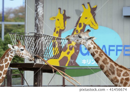 Animal Animal 41456674