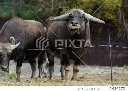 Animal 41456675