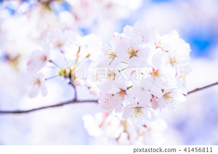 Cherry tree in full bloom Cherry tree in full bloom 41456811