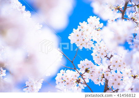Cherry tree in full bloom Cherry tree in full bloom 41456812