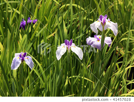 Hana shawub of Odawara Castle in full bloom (3) Hana shawub of Odawara Castle in full bloom (3) 41457028