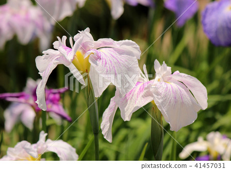 Hanashaub of Odawara Castle with pink streaks in petals (1) Hanashaub of Odawara Castle with pink streaks in petals (1) 41457031