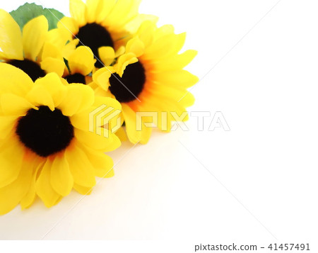 向日葵花束商品 向日葵花束商品 41457491