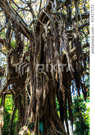 Kuroshima Akou Giant Tree [Sasebo City, Nagasaki Prefecture] 41457572