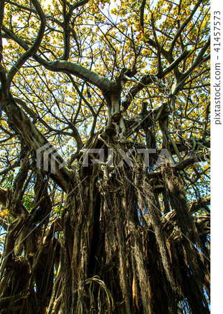 Kuroshima Akou Giant Tree [Sasebo City, Nagasaki Prefecture] 41457573
