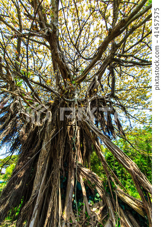 Kuroshima Akou Giant Tree [Sasebo City, Nagasaki Prefecture] 41457575