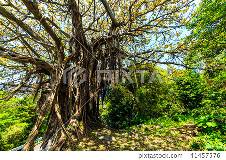Kuroshima Akou Giant Tree [Sasebo City,... - Stock Photo [41457576] - PIXTA
