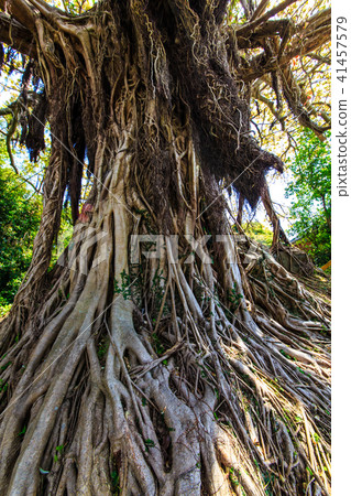 Kuroshima Akou Giant Tree [Sasebo City, Nagasaki Prefecture] 41457579