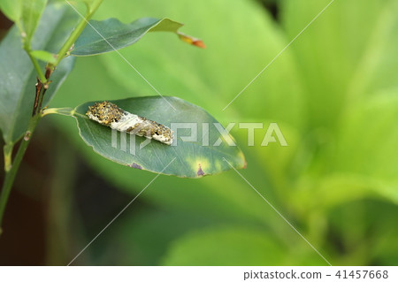 Swallowtail larvae 41457668