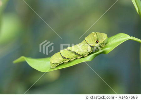 燕尾幼蟲 41457669