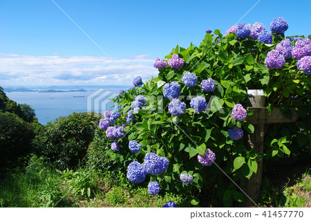 繡球 41457770