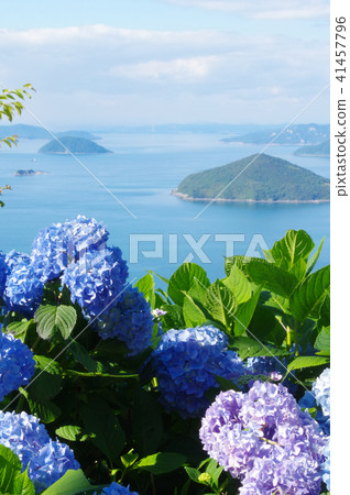 繡球 繡球 41457796