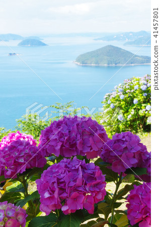 hydrangea   41457801